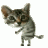Gatito Setsual