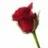 Lyz_z