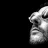 jackal_arg