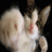 rabbitsoul