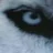 ehdz_lonewolf15