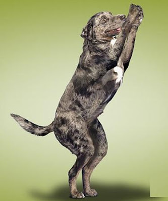 yogadogs7.jpg