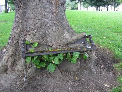 arbol-.jpg