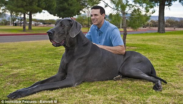 perro-grande-mundo2.jpg