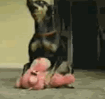 doghump.gif