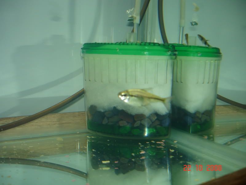 VARIADITO089.jpg
