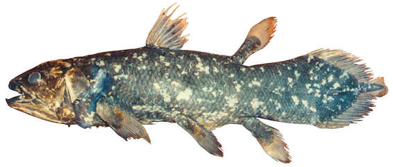 origin_pre_coelacanth.jpg