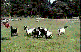 4h8br0g-1.gif