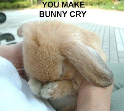 lolcats5.jpg