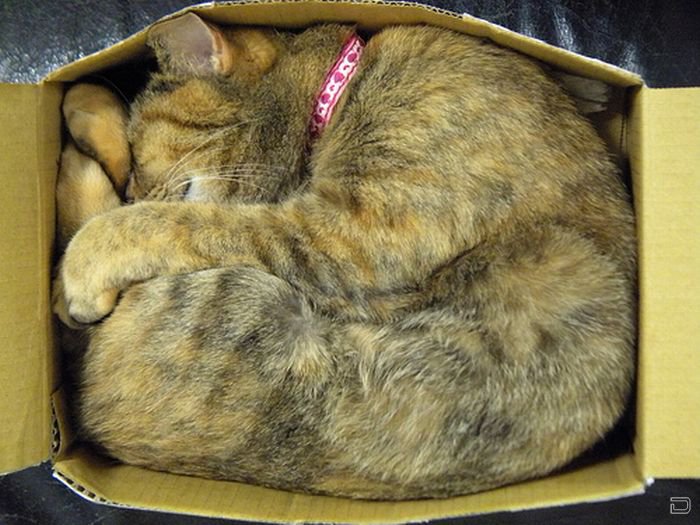 1268209365_cat-sleeping-in-the-box-18.jpg