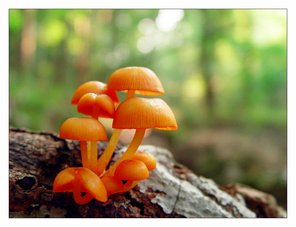 9_orange_mushrooms_by_littleredelf.jpg