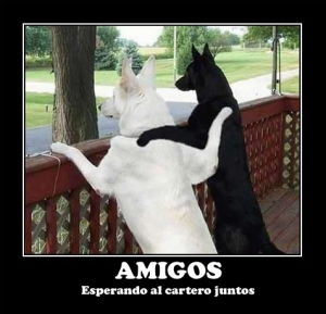 amigos-300x289.png