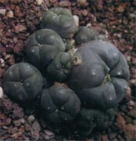 i-peyote.jpg
