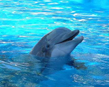67_delfin.jpg