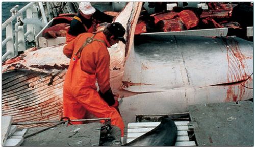caza-de-ballenas.jpg