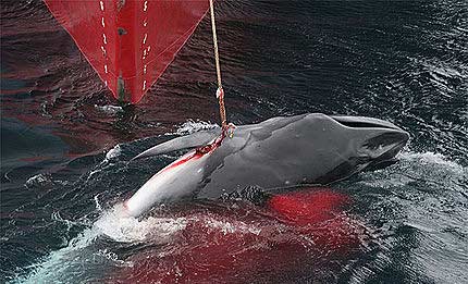 ballenas.jpg