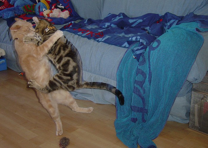 animales-graciosos-gatos-426.jpg