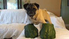 tumblr_mbjhgv6Z3X1r3gb3zo2_250.gif