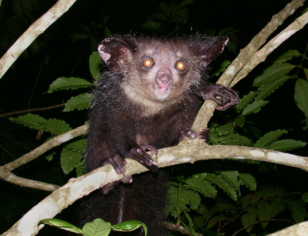 Aye-aye_(Daubentonia_madagascariensis)_2.jpg