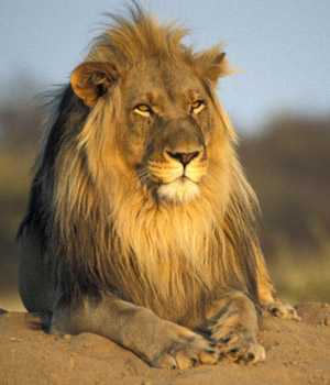 taxonomia-leones.jpg