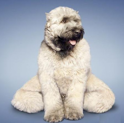 yogadogs4.jpg