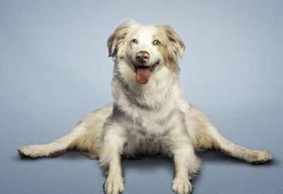 yogadogs2.jpg