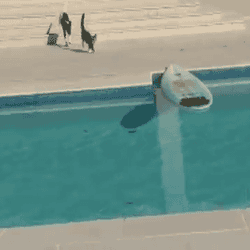 tumblr_inline_mfqww5GPff1raajxb.gif