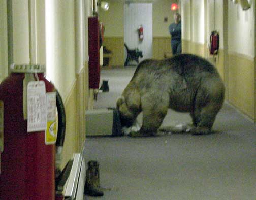 bears5.jpg