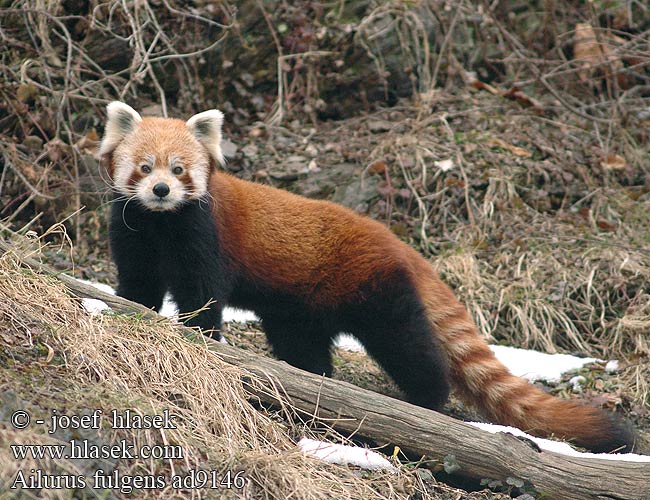 ailurus_fulgens_ad9146.jpg