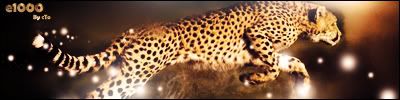 Cheetah_by_ctokun03FIRMA.jpg