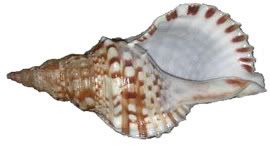 caracola_zpsd7c1a192.jpg