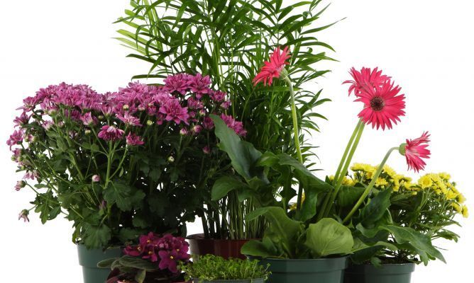 plantas.jpg
