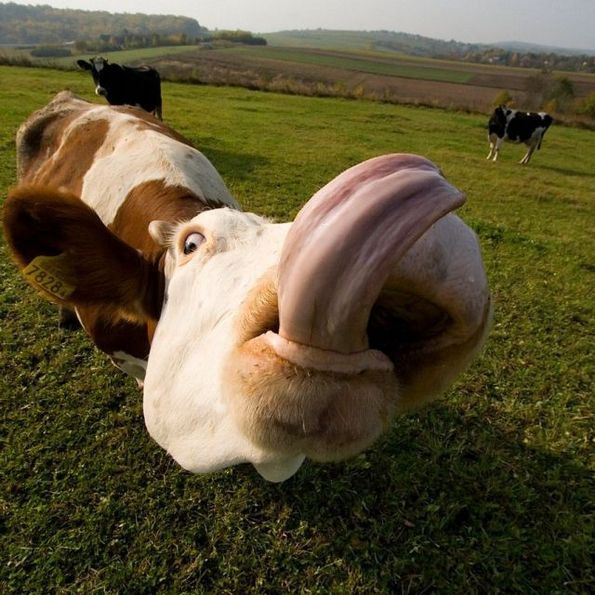 ComicalAnimals-0818.jpg