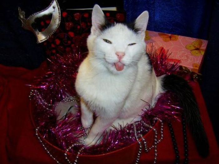 cats_18.jpg