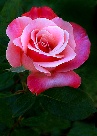 2-color_magic_rose.jpg