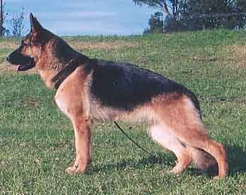 german_shepherd_glenbala_03.jpg