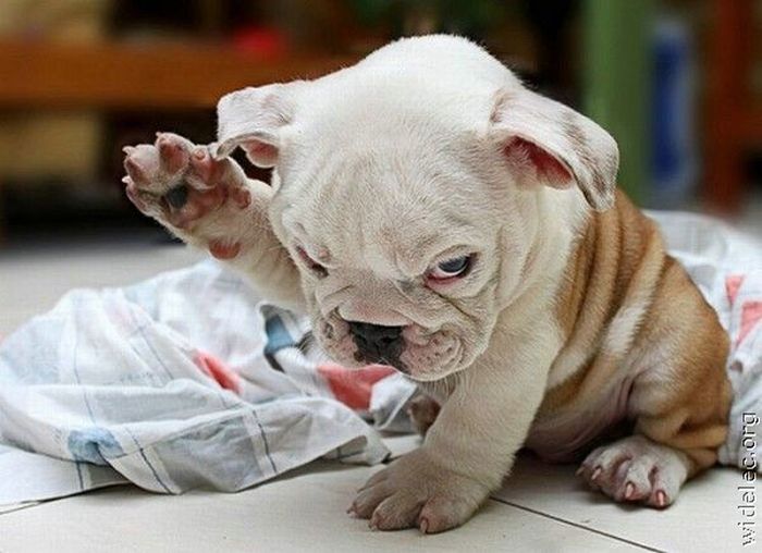 cute_puppies_03.jpg