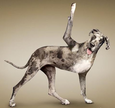 yogadogs11.jpg