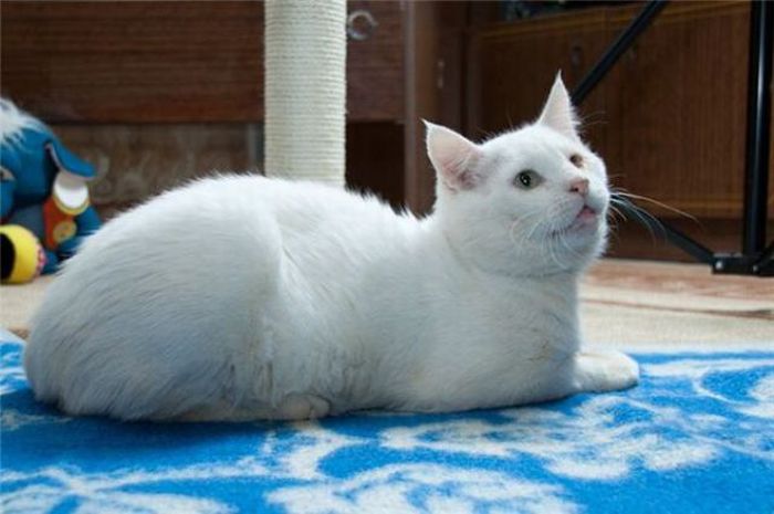 cats_06.jpg
