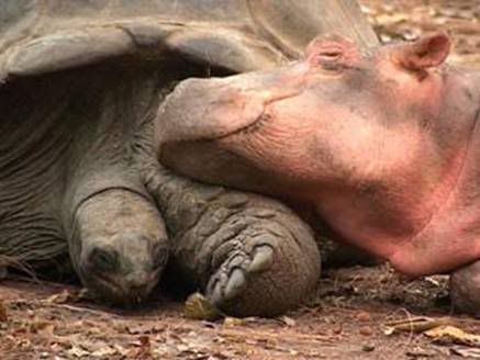 tortu06.jpg