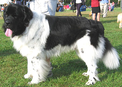 landseer_h02.jpg