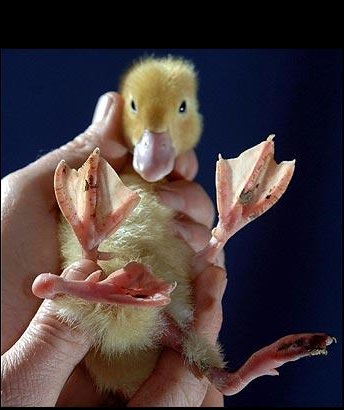 foto_pollito_4patas.jpg