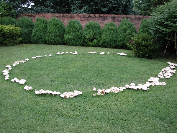 fairyring-l.jpg