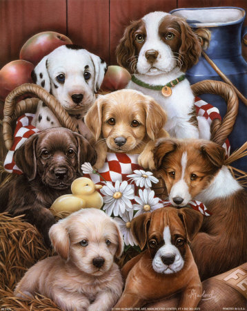 cachorros1.jpg