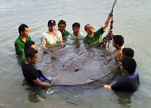 animalones12.jpg