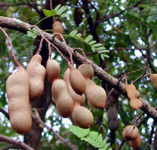 tamarindo.jpg