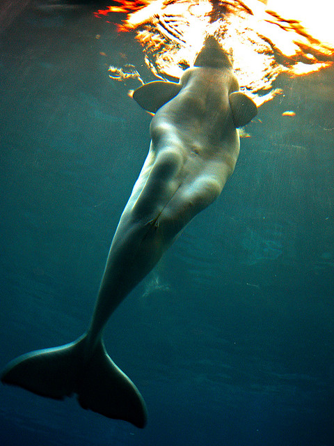 sirena+beluga.jpg