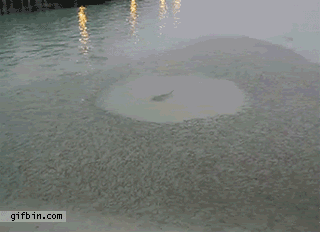 a2ad42e261e2b2be99f120e.gif