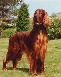razas_comp_setter%20irlandes_2.jpg