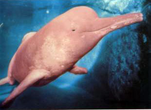 el_delfin_rosado.jpg